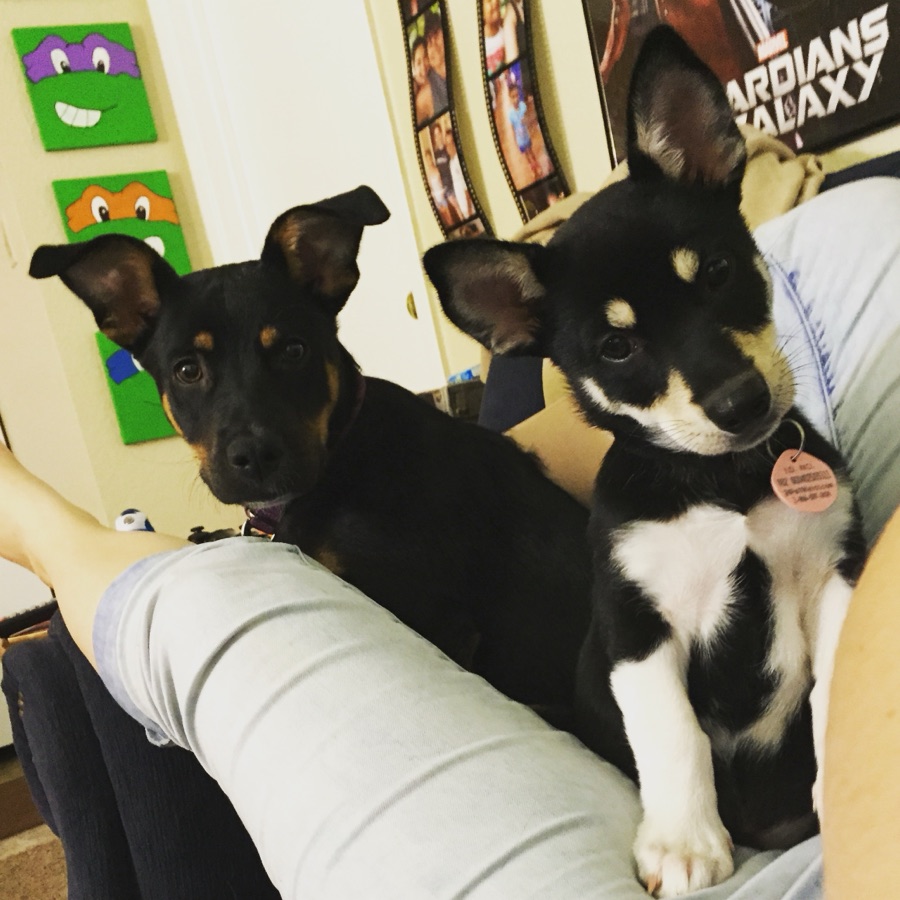 Piper and Peyton as puppies