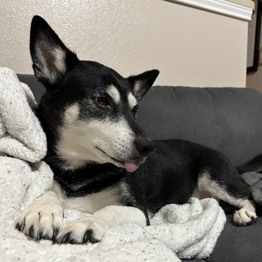 Piper curled up on the couch